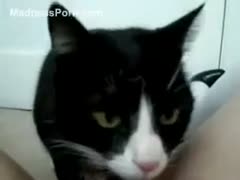 Angela's juicy muff is being softly licked by the little cat.